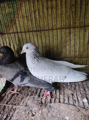 কবুতরের বাচ্চা