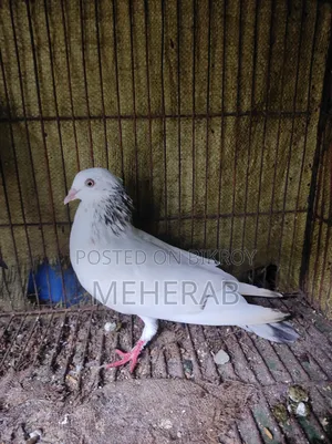 কবুতরের বাচ্চা