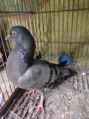 কবুতরের বাচ্চা