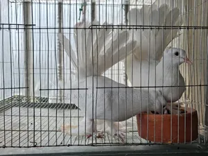 লক্ষা কবুতর আড়াই মাস, খাঁচা সহ