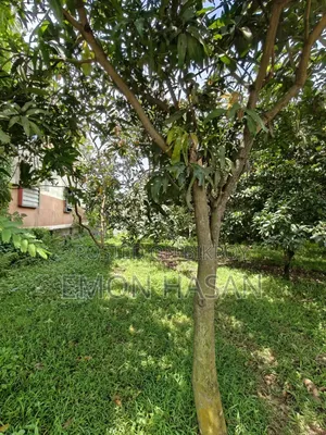 5 Katha Plot