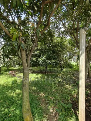 5 Katha Plot