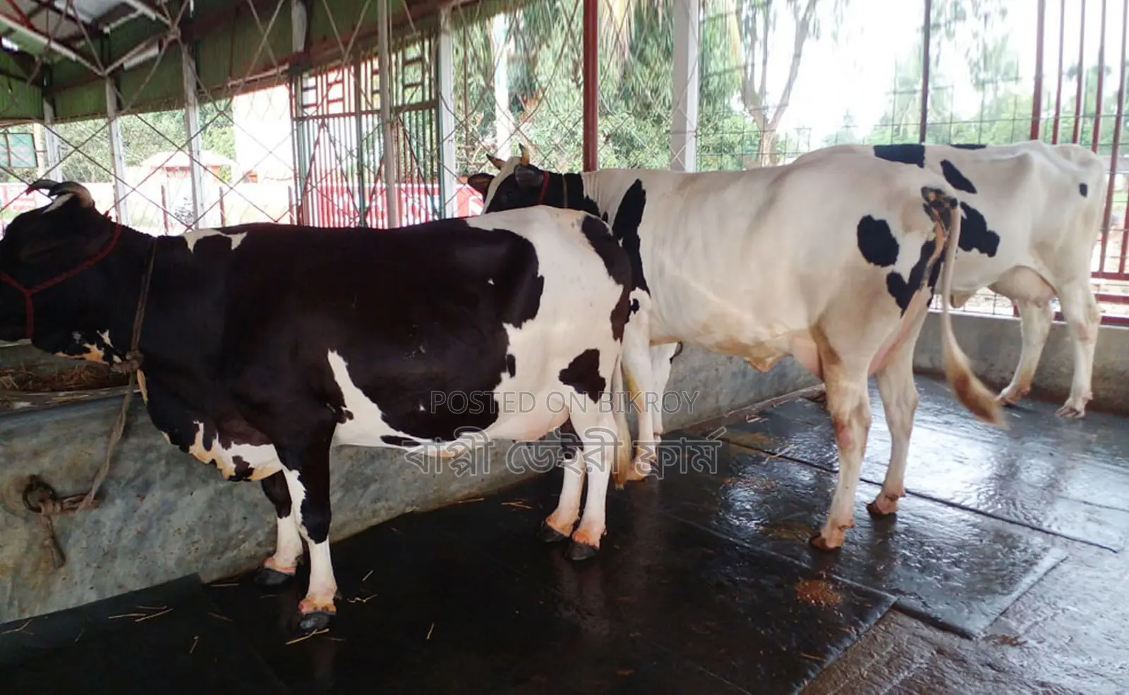 3 selected good breed cows are for sale, no. 1579.
