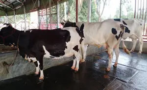 3 selected good breed cows are for sale, no. 1579.