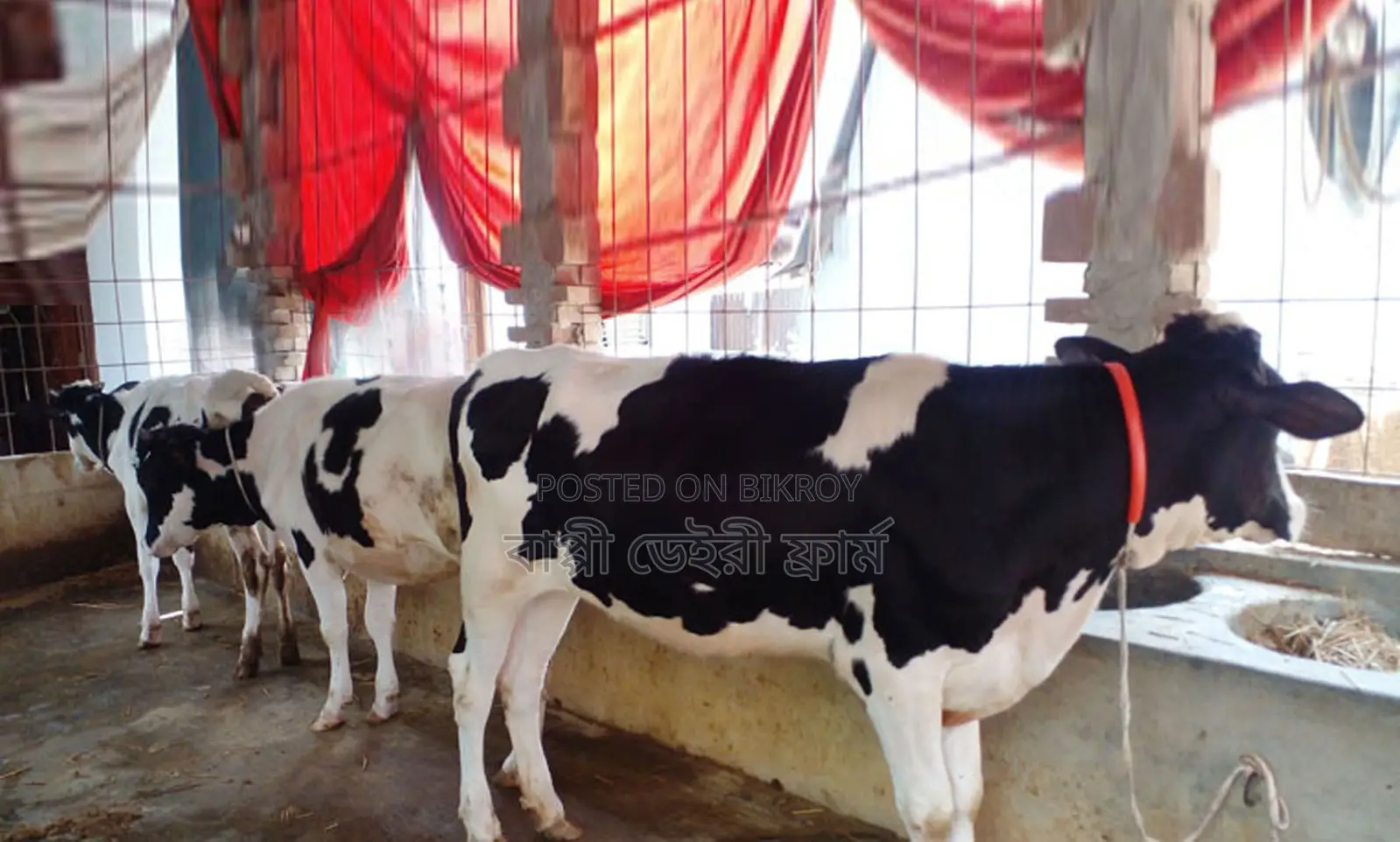1580 No. 3 heifers will be sold.