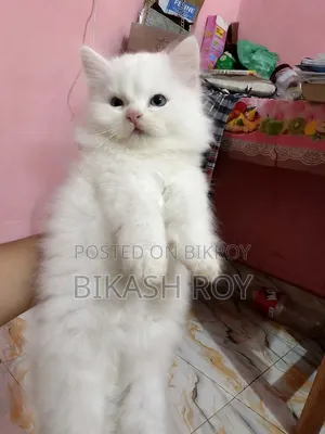 1-3 Months Female Purebred Persian