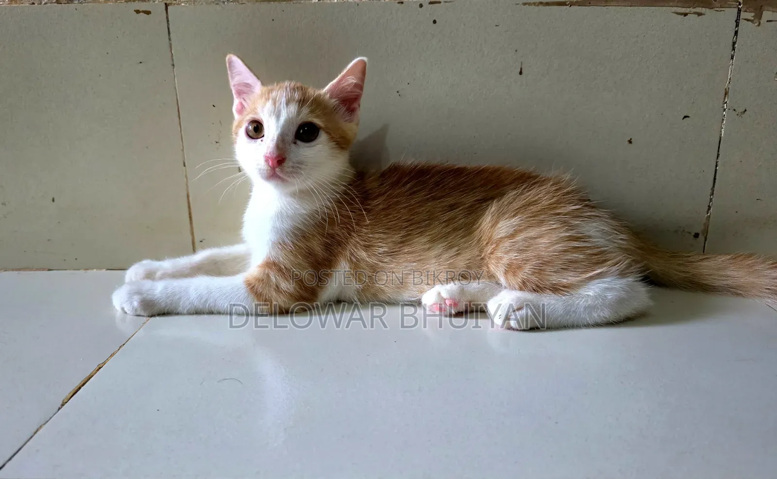 1-3 Months Male Mixed Breed British Shorthair