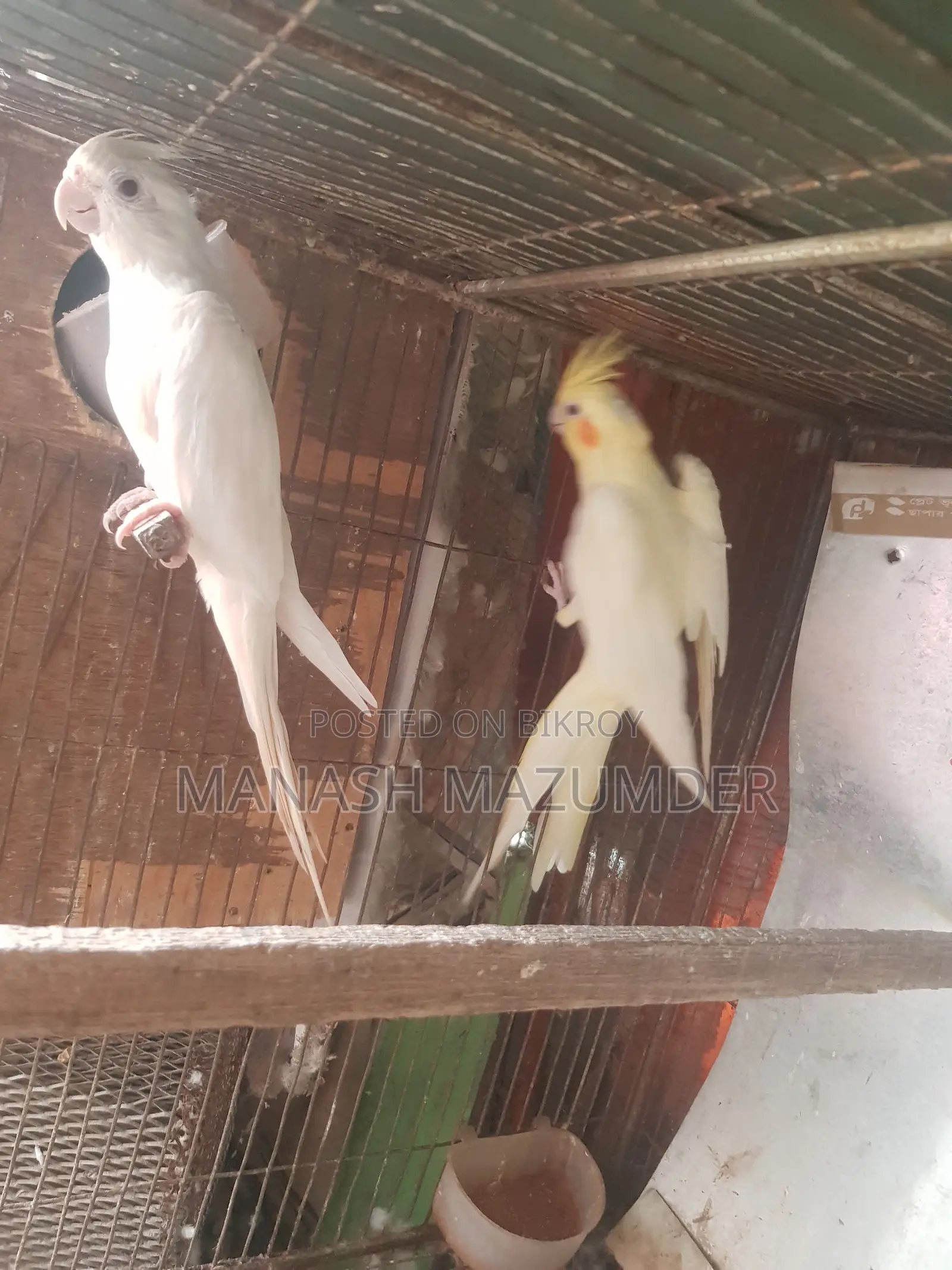 কুমির ১ জোড়া