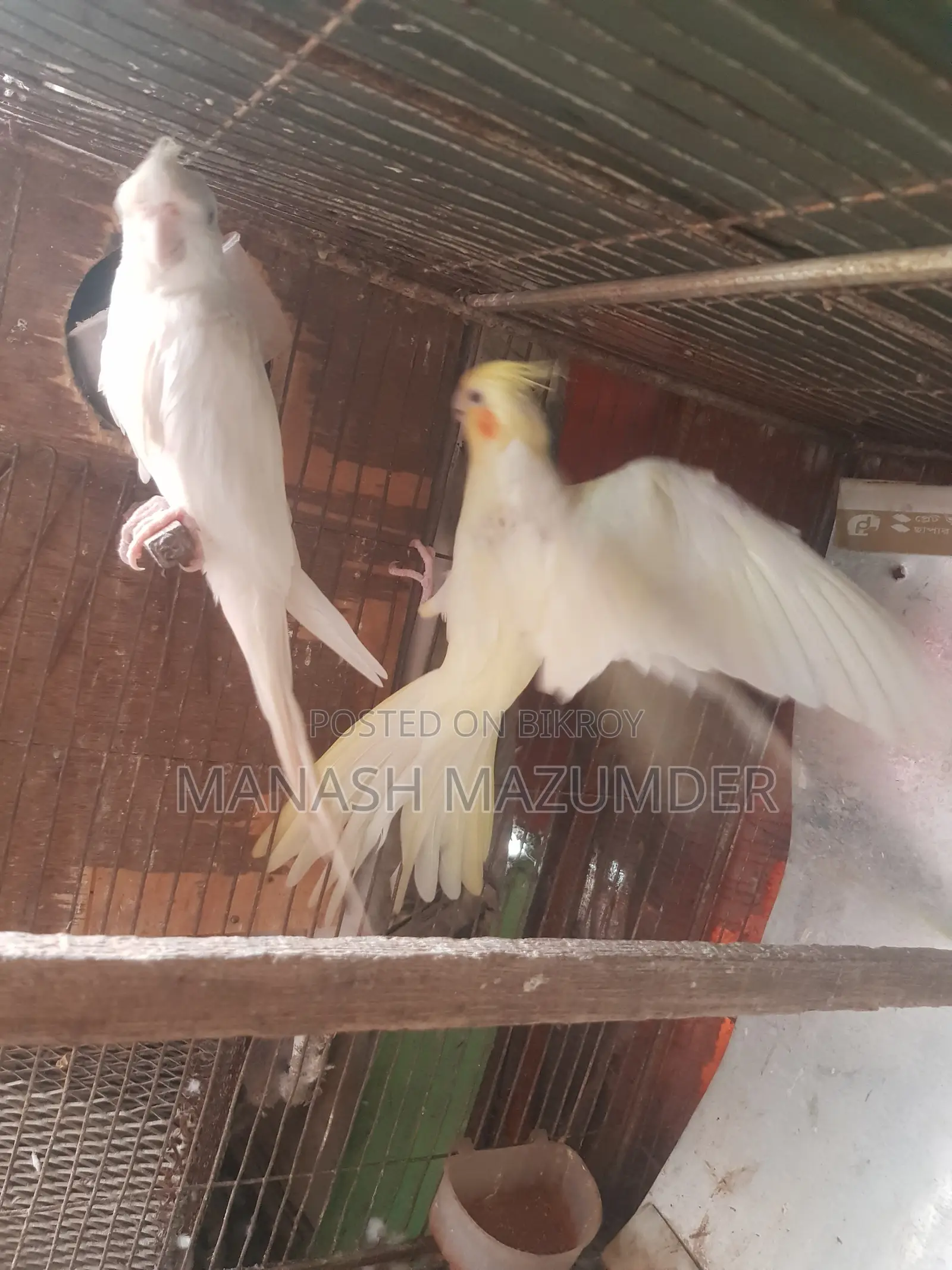 কুমির ১ জোড়া