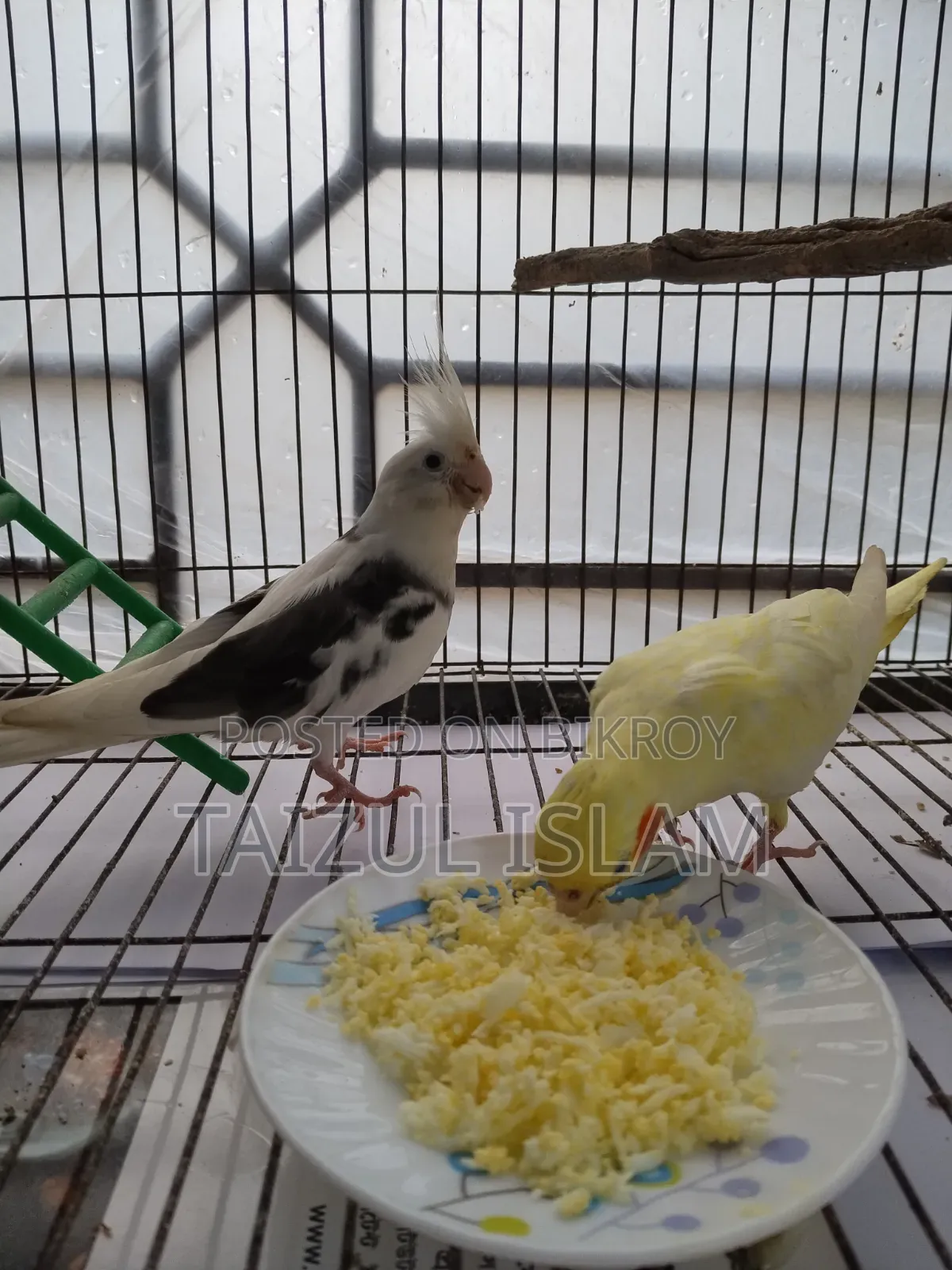White Face Cockatiel