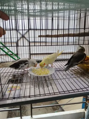 White Face Cockatiel