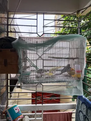 White Face Cockatiel
