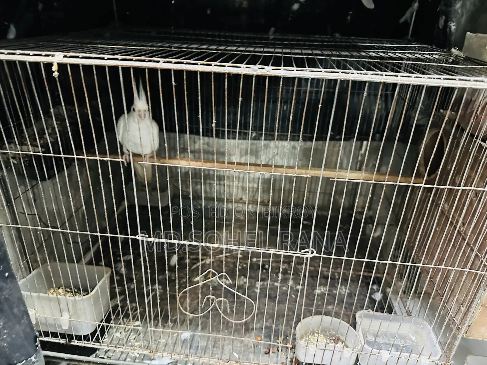 Albino Cockatiel