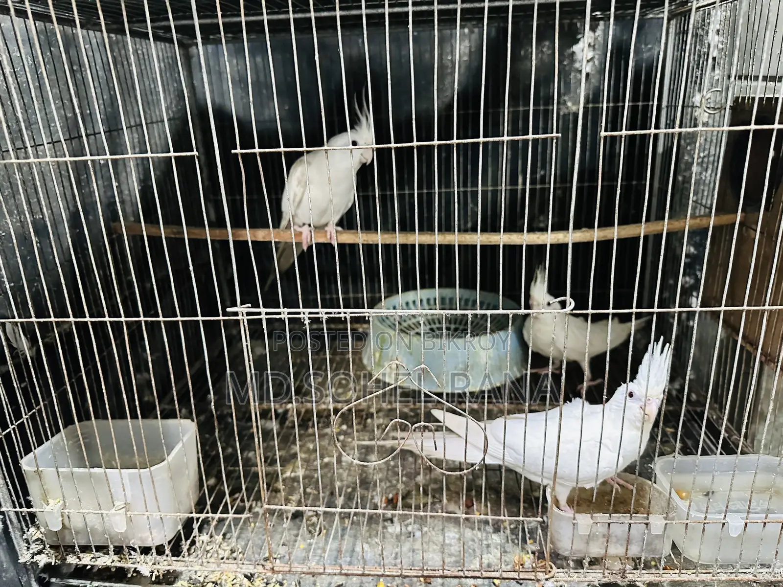 Albino Cockatiel