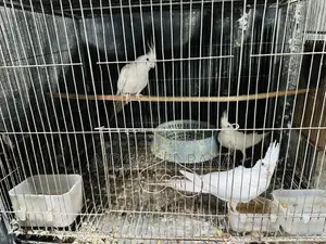 Albino Cockatiel