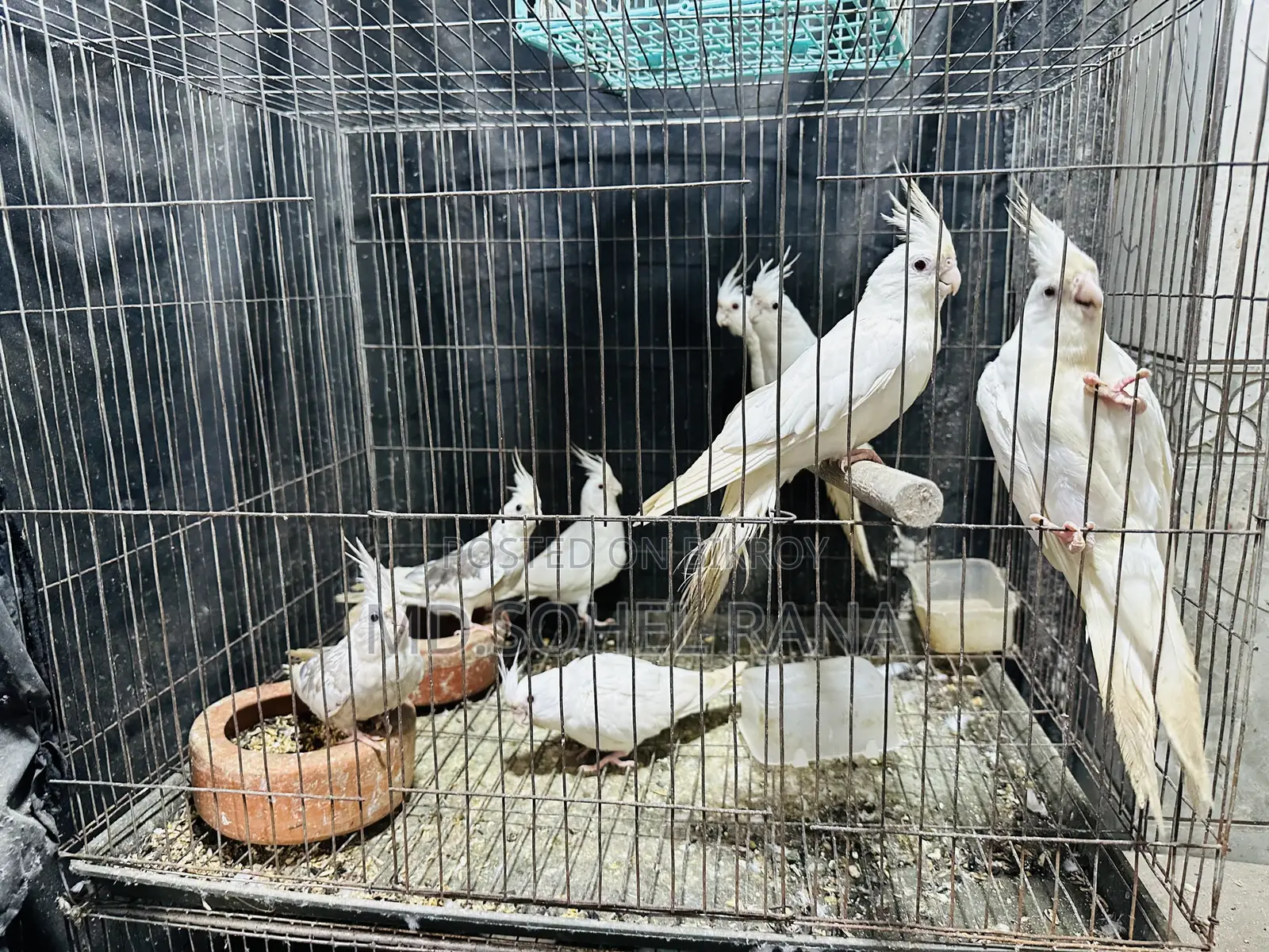 Albino Cockatiel