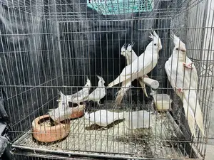 Albino Cockatiel