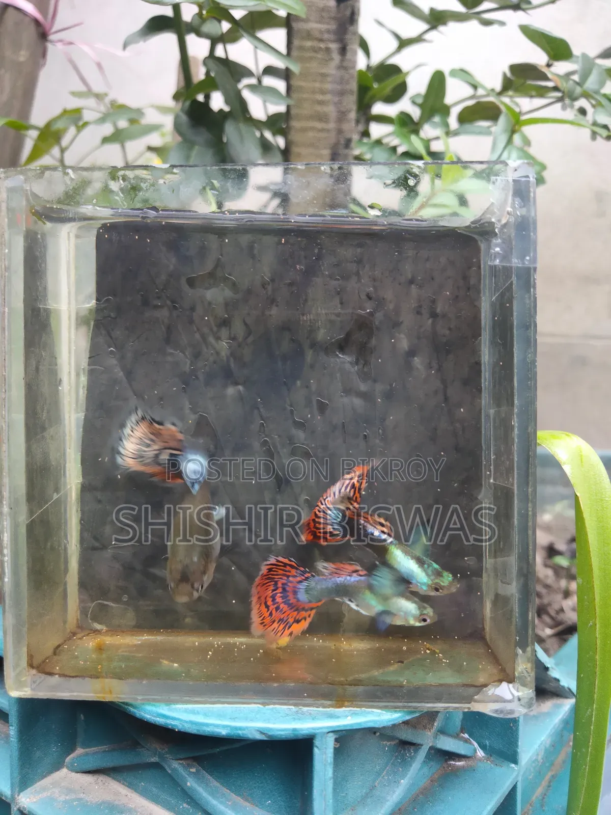 হাফমুন ডাম্বো মোজেইক