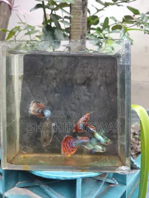 হাফমুন ডাম্বো মোজেইক