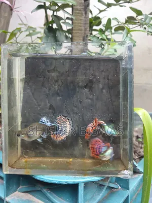হাফমুন ডাম্বো মোজেইক
