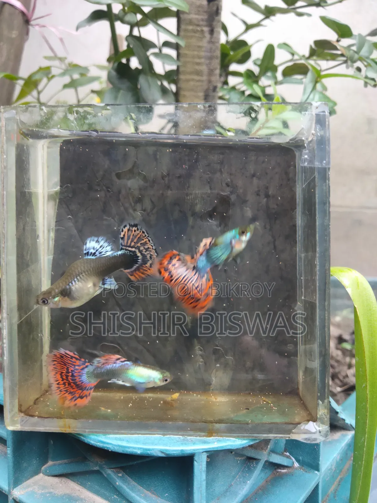 হাফমুন ডাম্বো মোজেইক