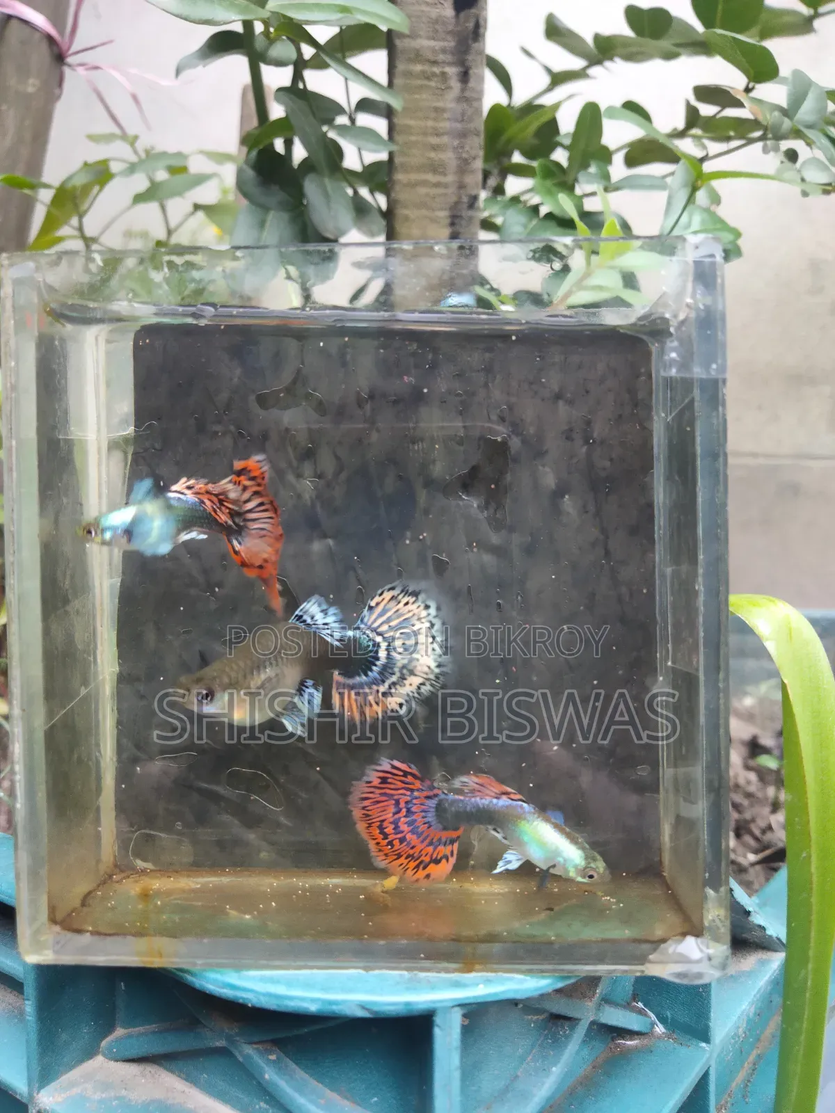 হাফমুন ডাম্বো মোজেইক