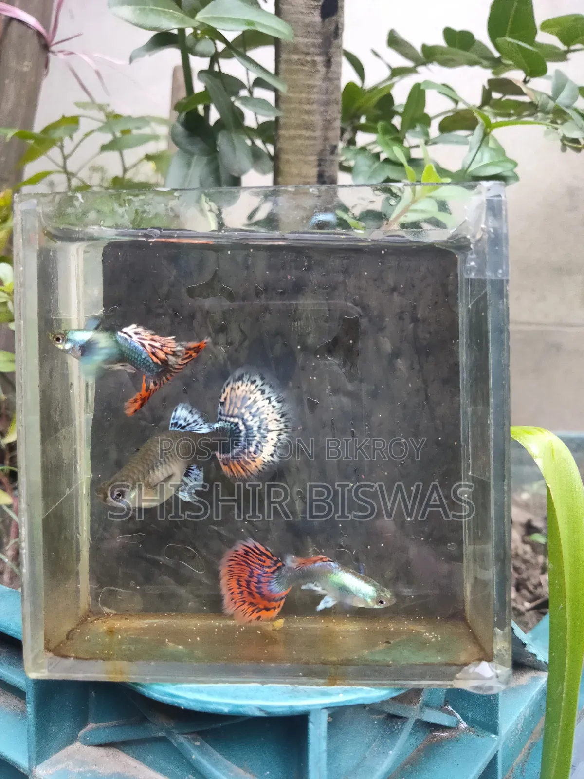 হাফমুন ডাম্বো মোজেইক