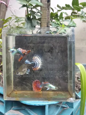 হাফমুন ডাম্বো মোজেইক