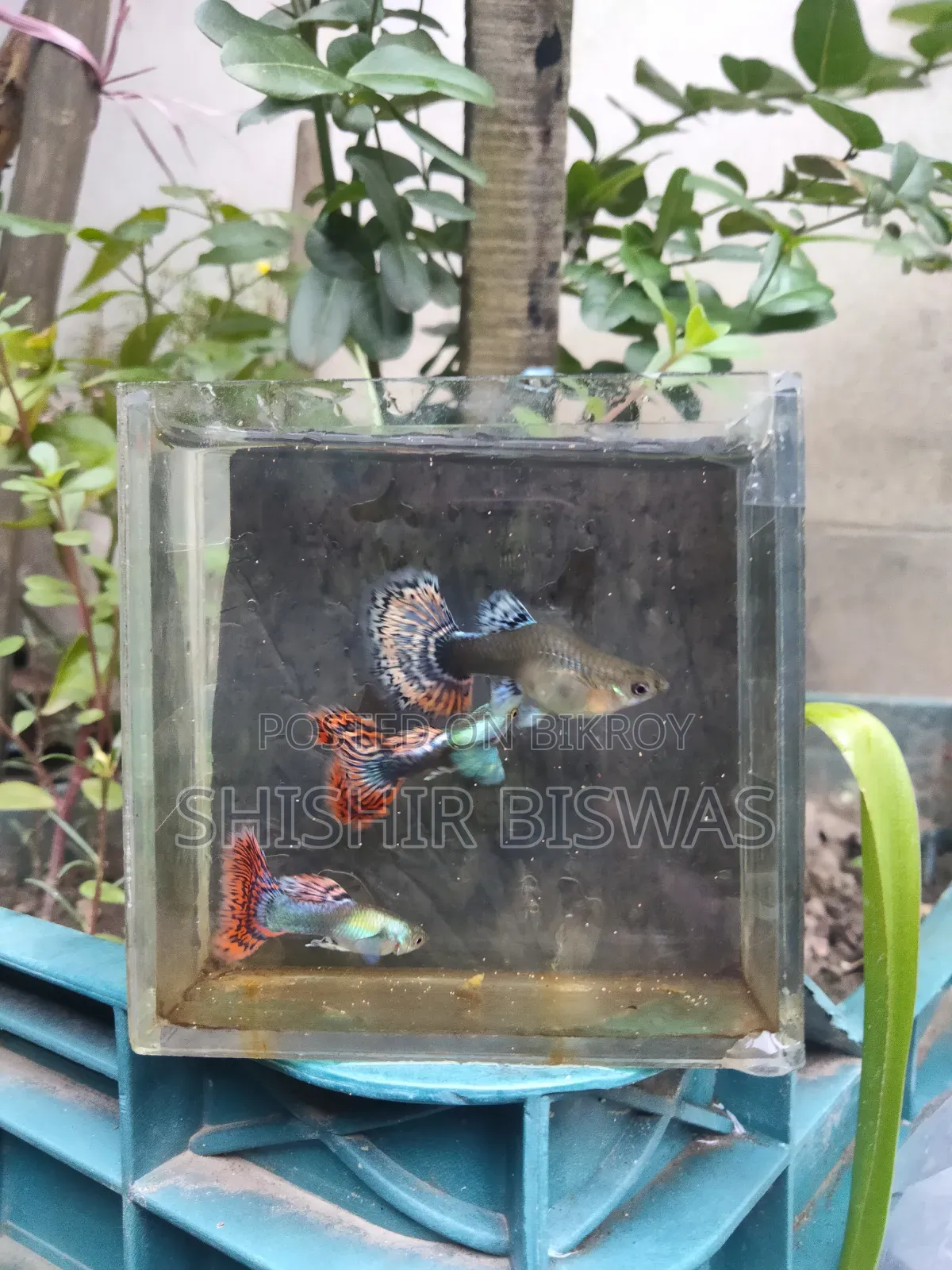 হাফমুন ডাম্বো মোজেইক