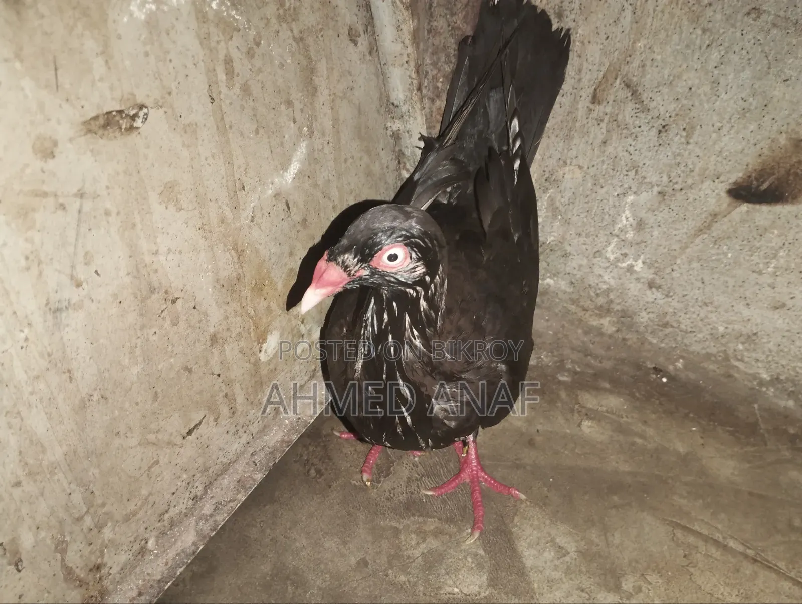 একটা ড্যানিশ মাদি বিক্রি করা হবে ফুল রানিং