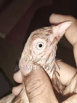একটা গিয়ার চললি নর বিক্রি করা হবে ফুল রানিং