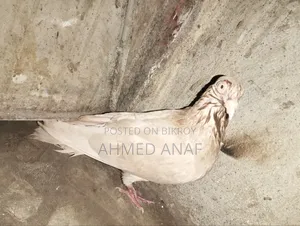 একটা গিয়ার চললি নর বিক্রি করা হবে ফুল রানিং