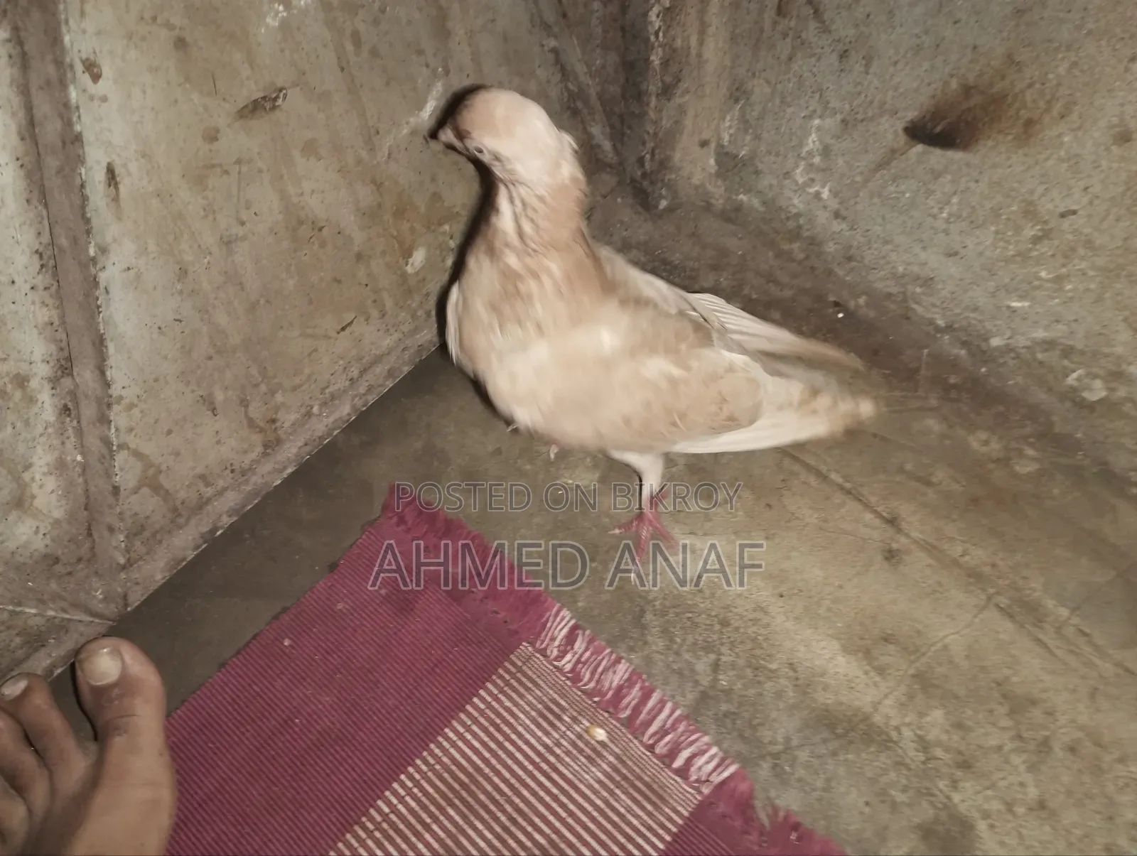 একটা গিয়ার চললি নর বিক্রি করা হবে ফুল রানিং