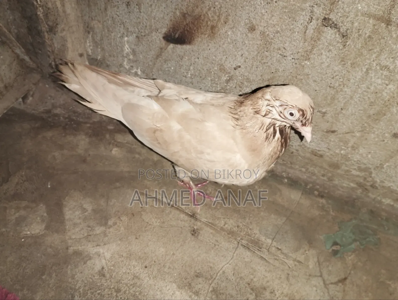 একটা গিয়ার চললি নর বিক্রি করা হবে ফুল রানিং