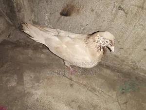 একটা গিয়ার চললি নর বিক্রি করা হবে ফুল রানিং
