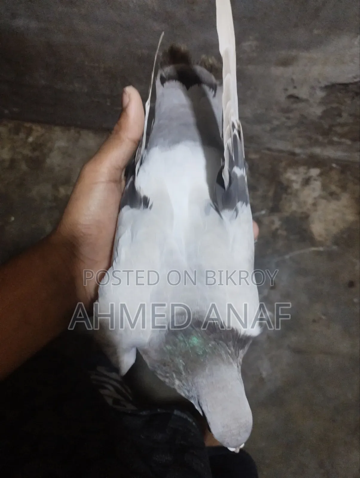 একটা সবজি মাদি বিক্রি করা হবে