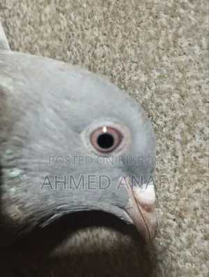 একটা সবজি মাদি বিক্রি করা হবে