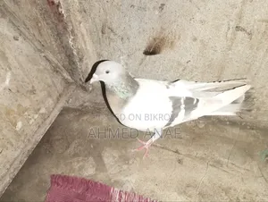 একটা সবজি মাদি বিক্রি করা হবে
