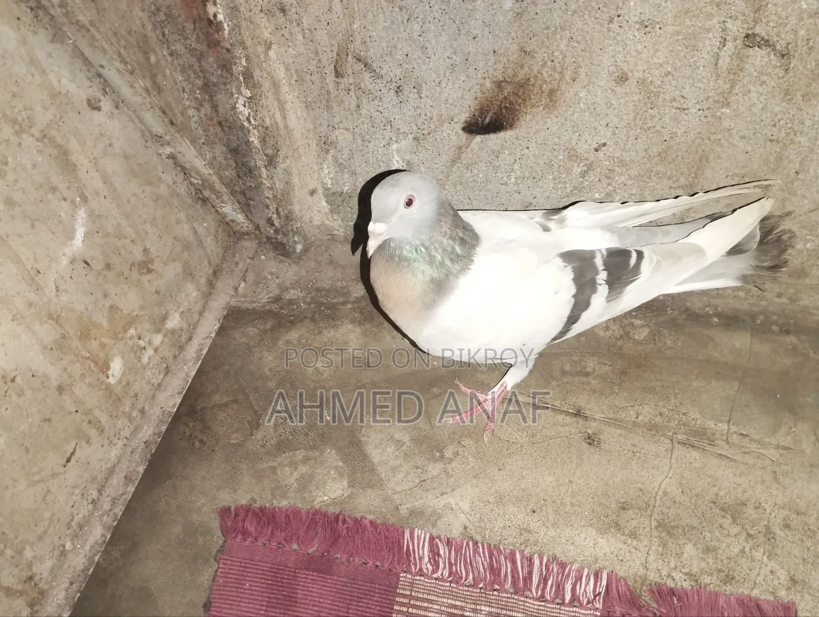 একটা সবজি মাদি বিক্রি করা হবে