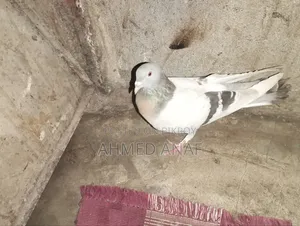 একটা সবজি মাদি বিক্রি করা হবে