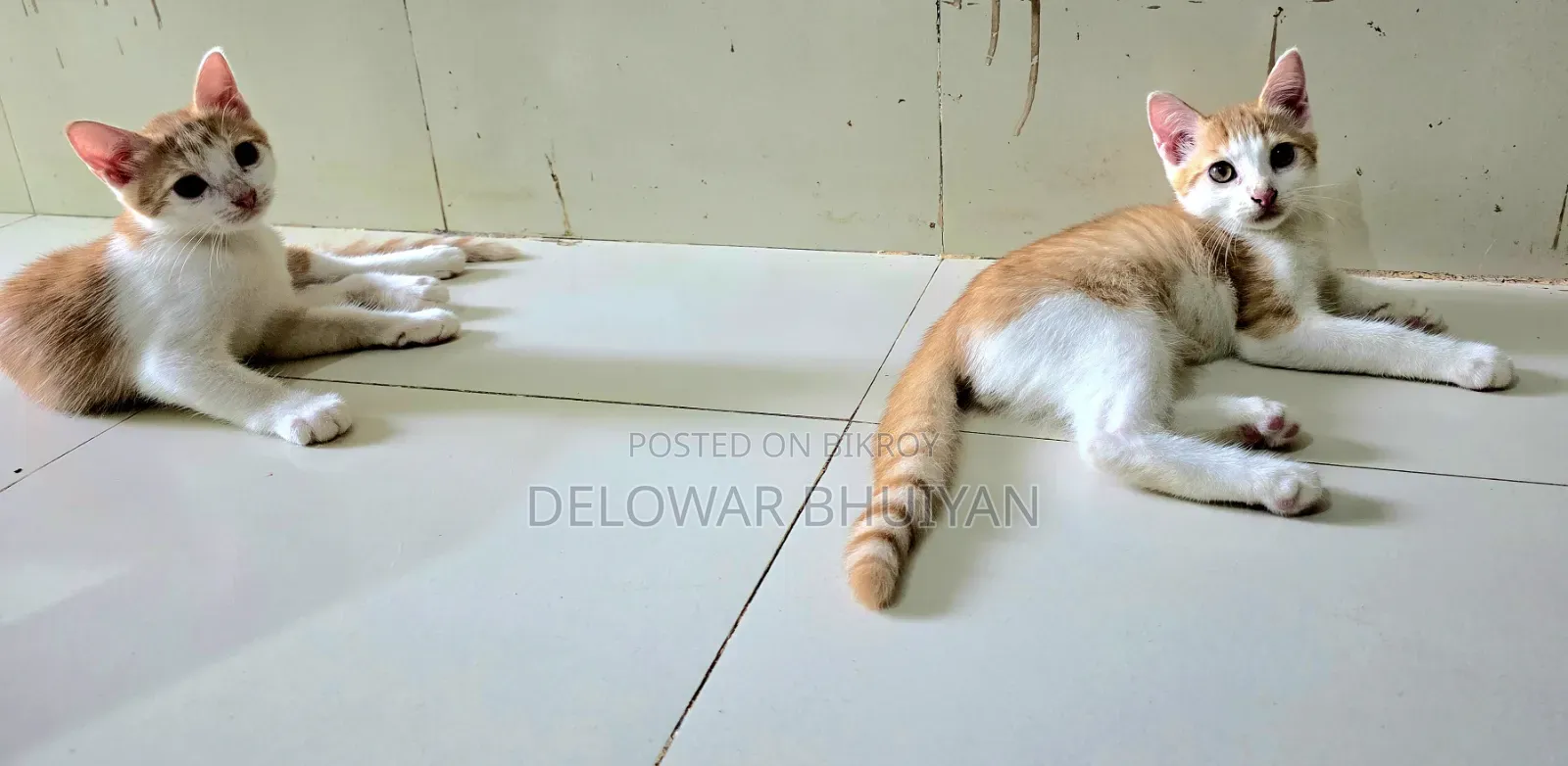 1-3 Months Male Mixed Breed British Shorthair