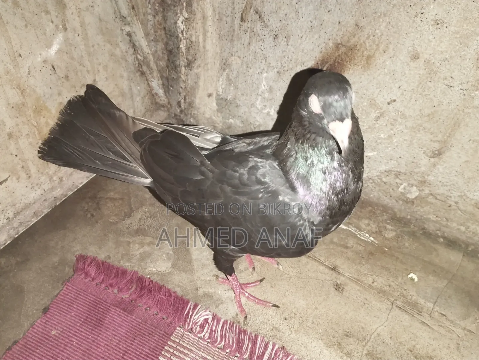 একটি গিরিবাজ কবুতর নর বিক্রি করা হবে
