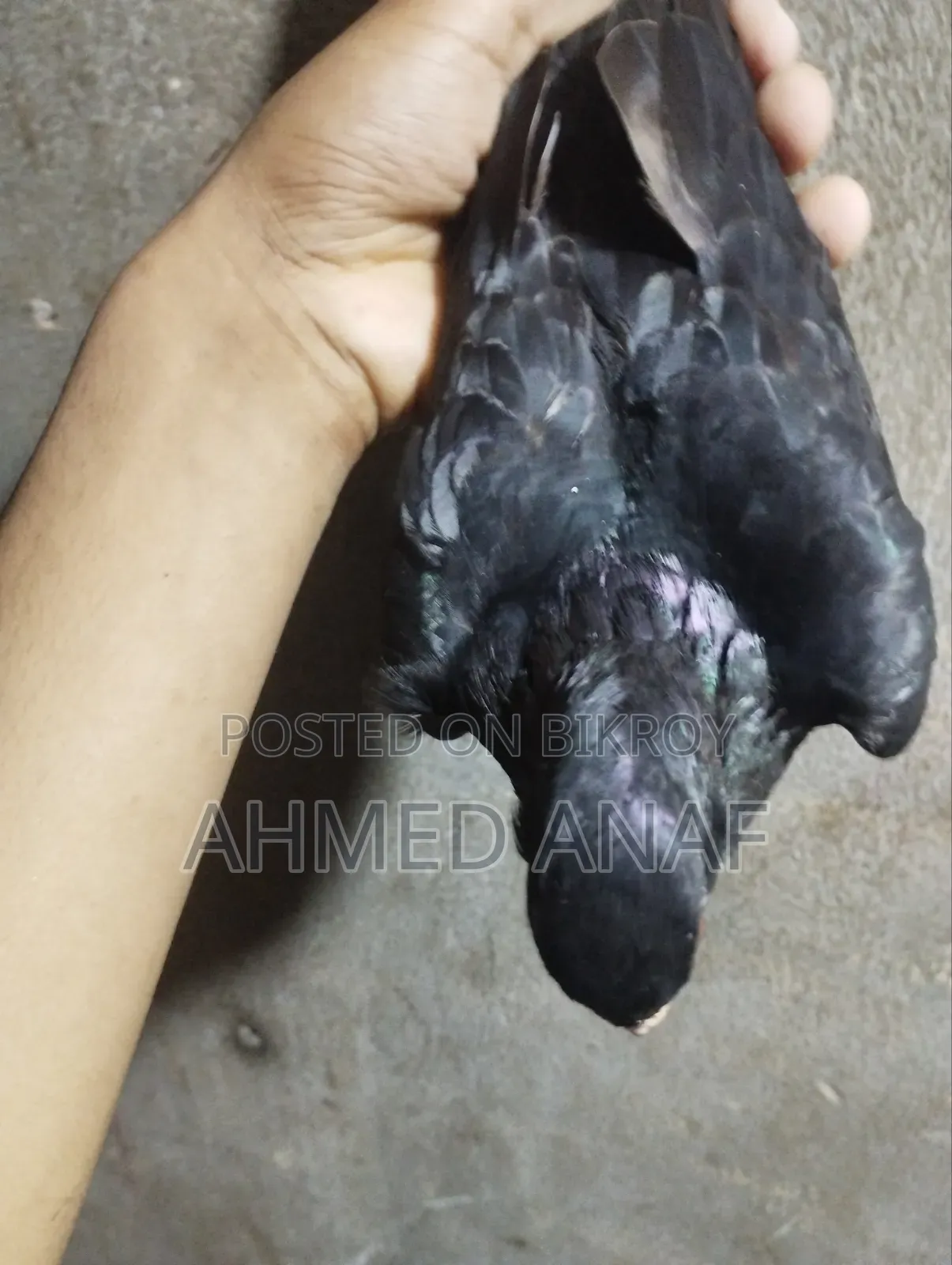 একটি গিরিবাজ কবুতর নর বিক্রি করা হবে