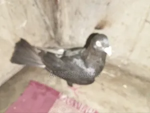 একটি গিরিবাজ কবুতর নর বিক্রি করা হবে
