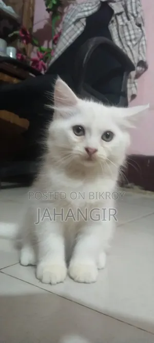 ১-৩ মাসের মেল পিউরব্রেড পার্সিয়ান