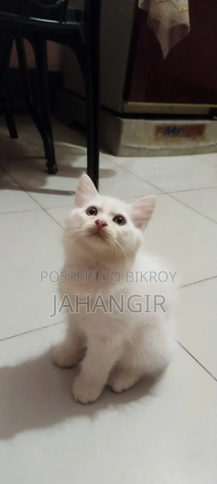 ১-৩ মাসের মেল পিউরব্রেড পার্সিয়ান