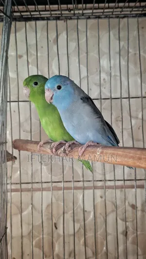 New Adult Forpus