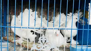 ৩টি লক্ষ্যা কবুতর