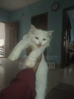 ৩-৬ মাসের ফিমেল পিওরব্রেড পার্সিয়ান