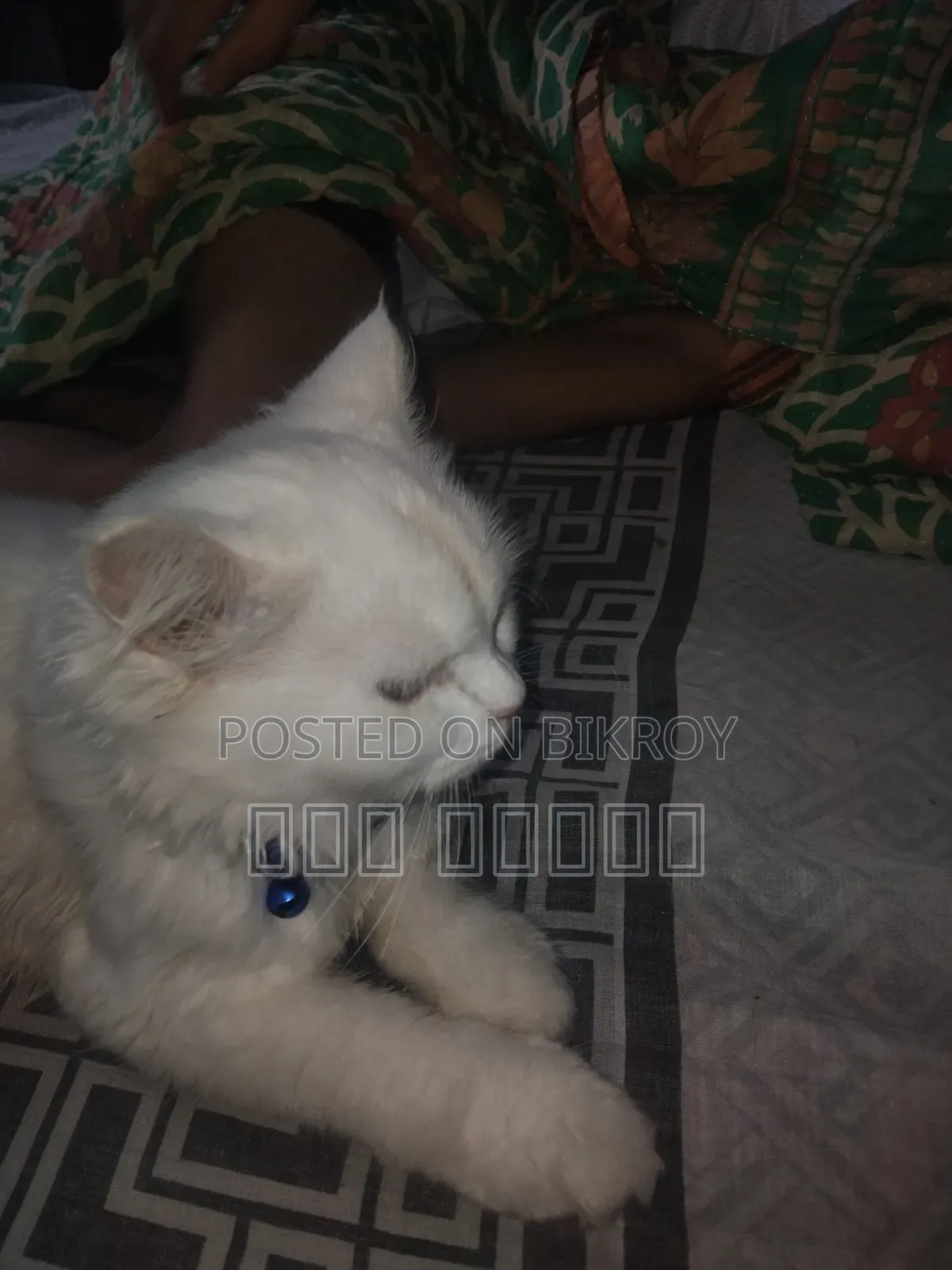 ৩-৬ মাসের ফিমেল পিওরব্রেড পার্সিয়ান